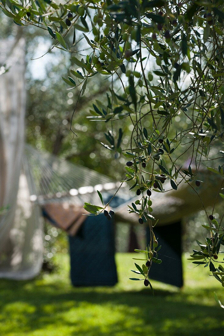 Blick durch Olivenzweige auf Hängematte im Garten