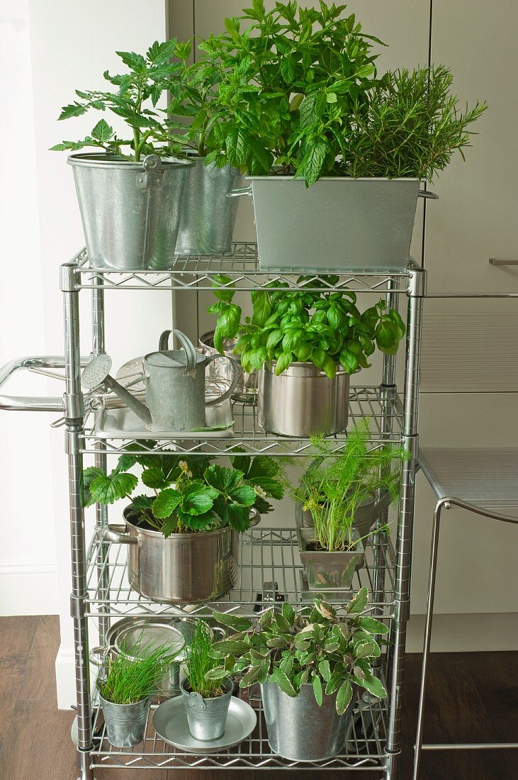 Pots of various herbs on stainless steel shelves