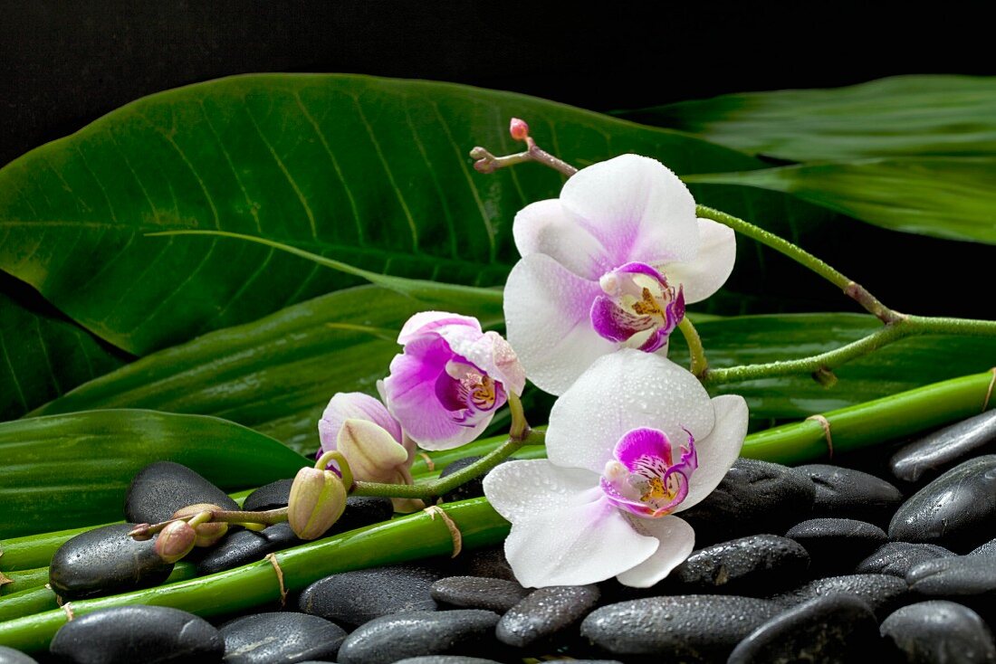 Decoration with orchid stems on dark pebbles, bamboo stems and leaves