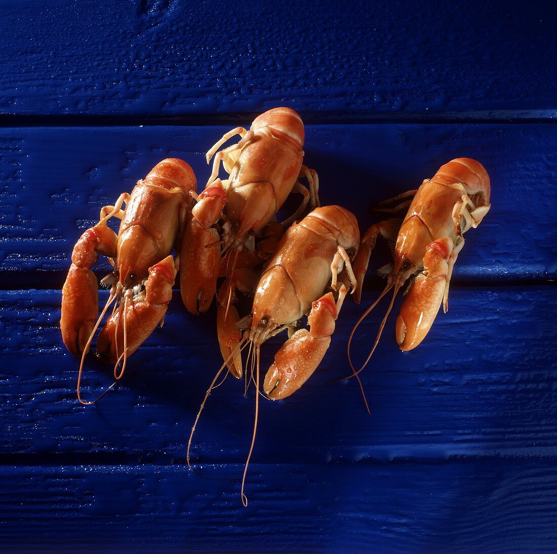 Four freshwater crayfish on blue wooden background