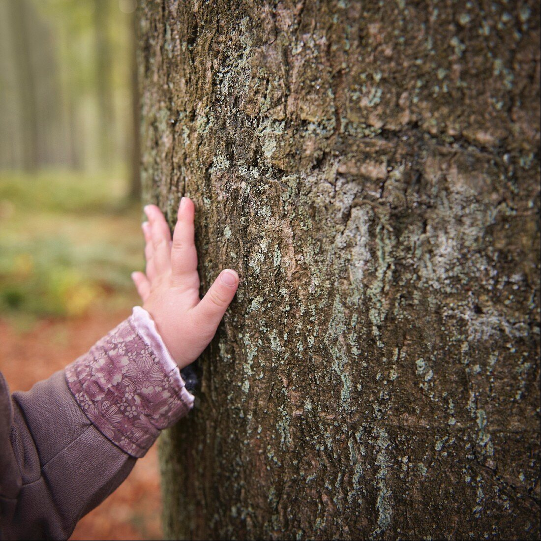 Child's hand touching tree trunk