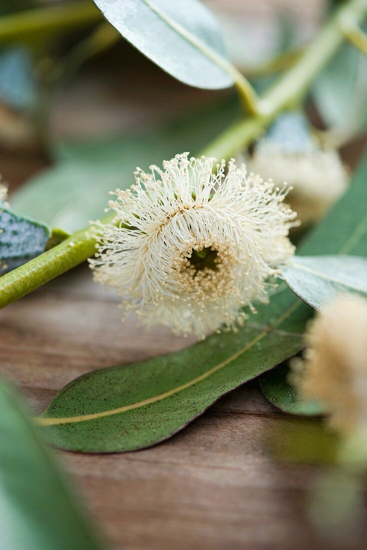 Eukalyptusblüten (Close Up)
