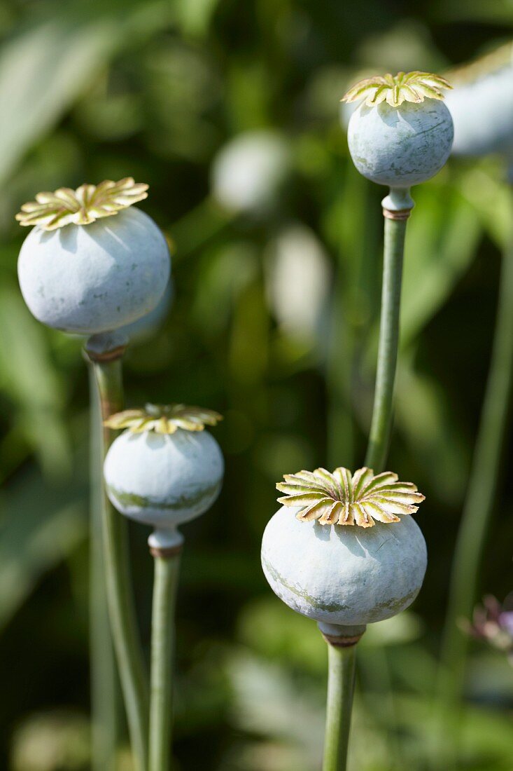 Mehrere Mohnkapseln (Papaver) im Freien