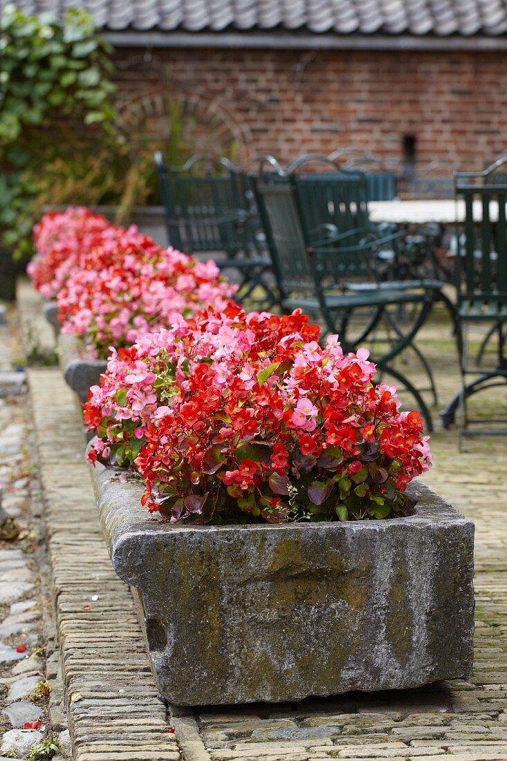 Flowering Wax begonias (Begonia semperflorens) in stone troughs