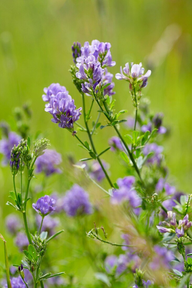 Flowering clover (Trifolium)