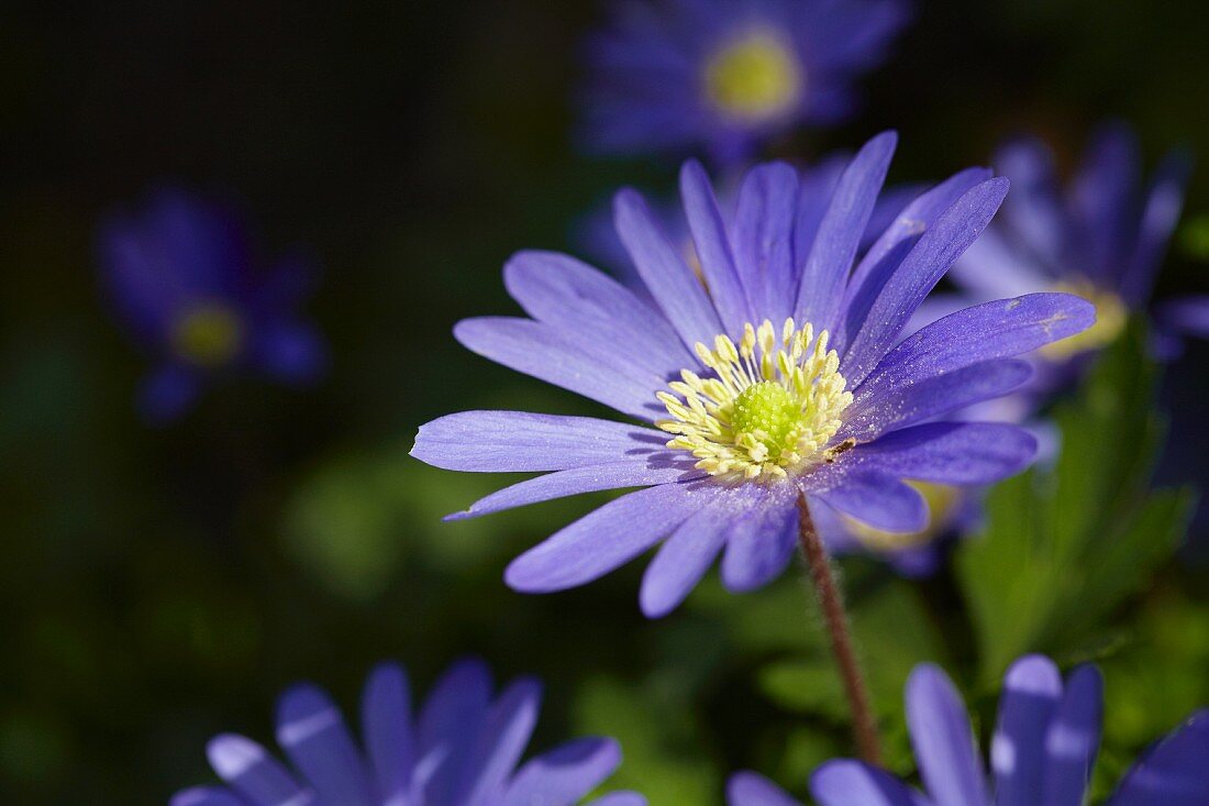 Flowering anemone (Anemone blanda 'Blue Shades')