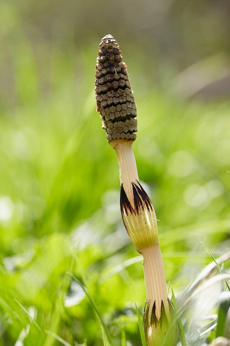 Flowering horsetail (Equisetum arvense)