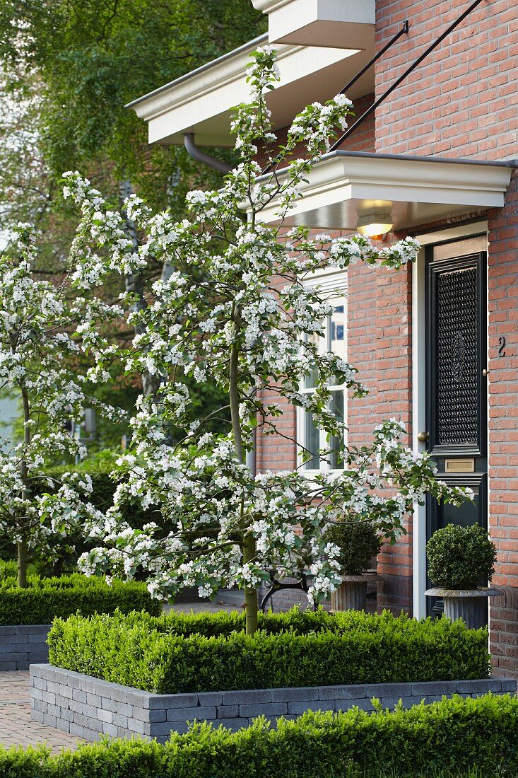 Flowering apple tree in front garden of house