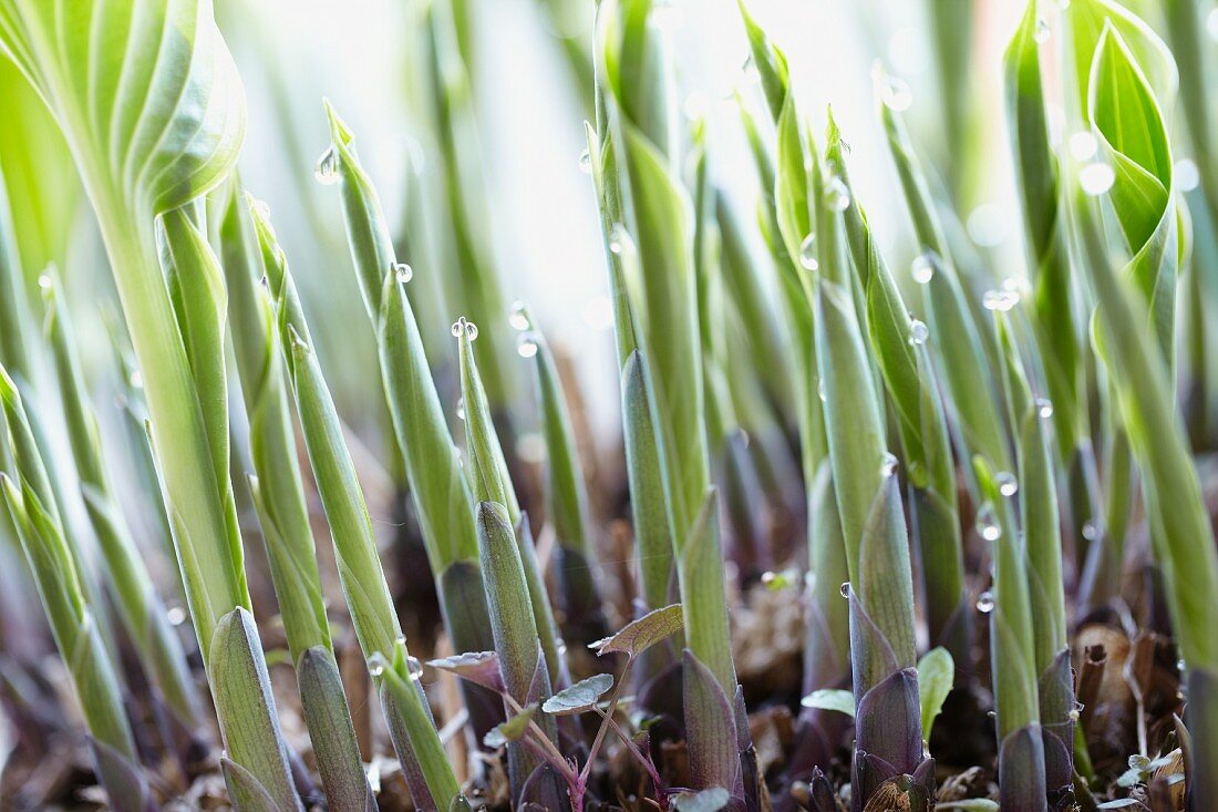 Hosta shoots