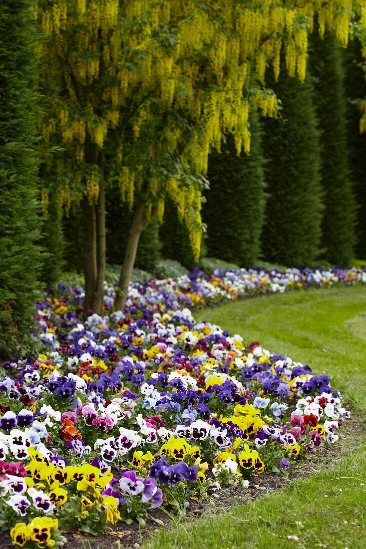 Bed of pansies and laburnum in gardens