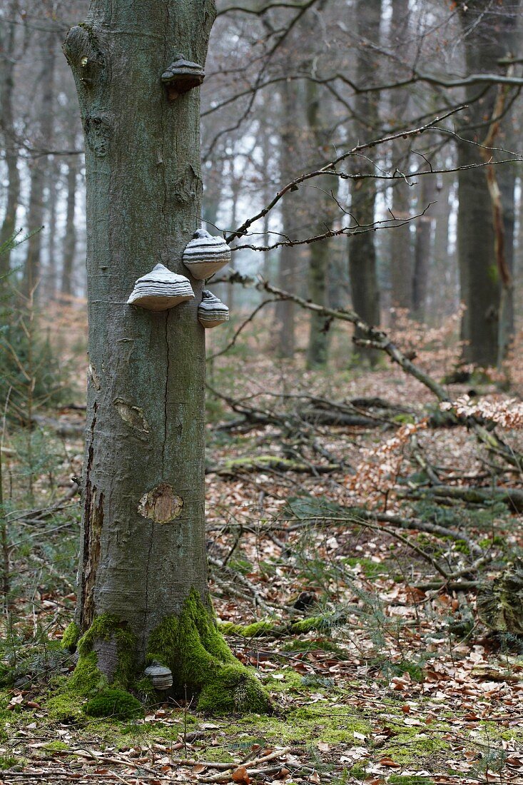 Tinder fungus (Fomes fomentarius) growing on tree trunk