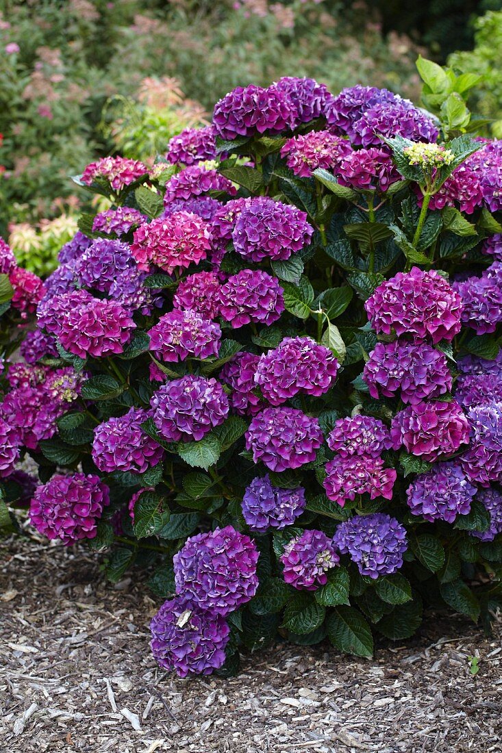 Violetter Hortensienbusch (Hydrangea)