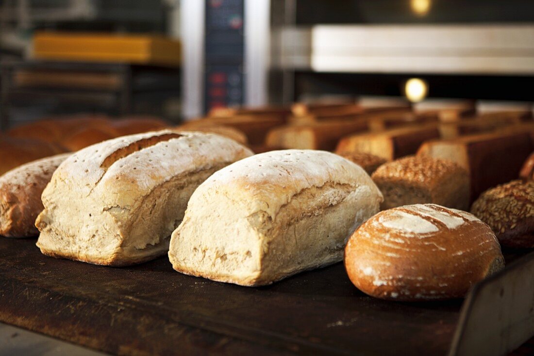Various types of bread in a bakery