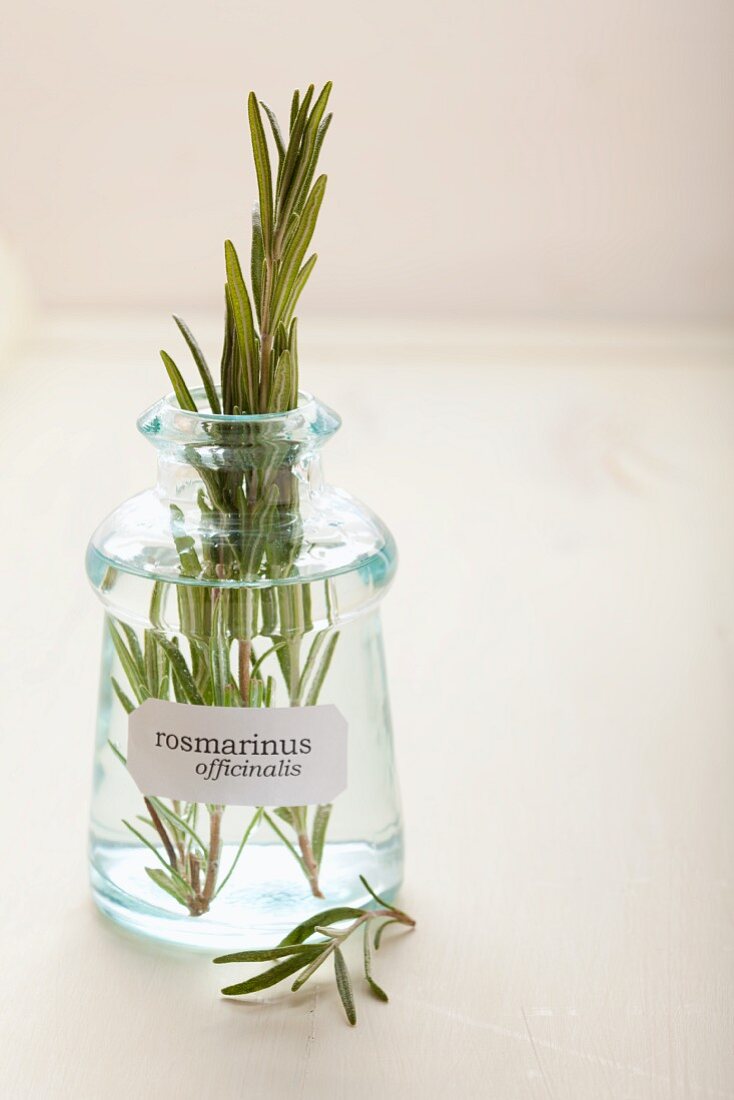 Sprigs of rosemary in an apothecary bottle