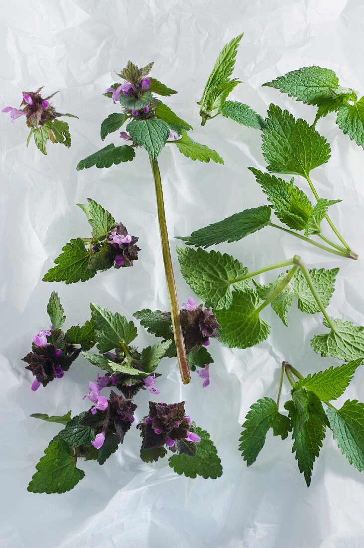 Field deadnettle and white deadnettle (lamium album and purpureum)