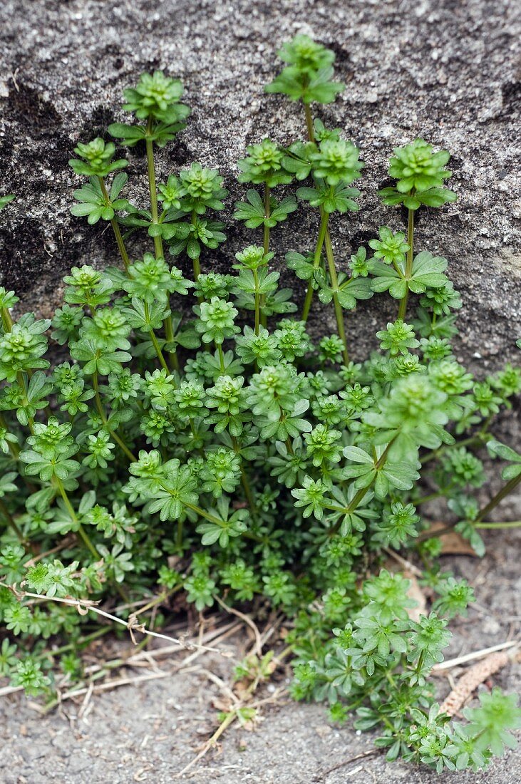 Wiesen-Labkraut (Galium mollugo) wächst aus einer Mauerritze