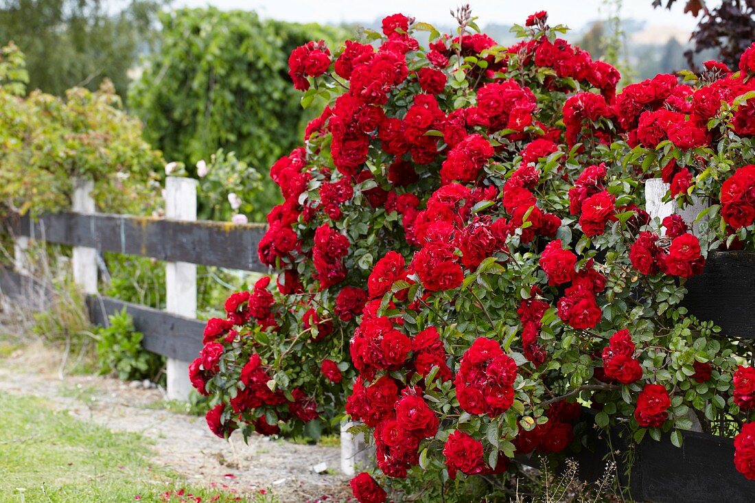 Red shrub roses growing next to garden fence