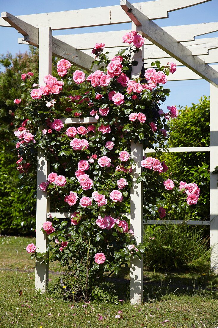 Pergola aus Holz mit blühenden Kletterrosen