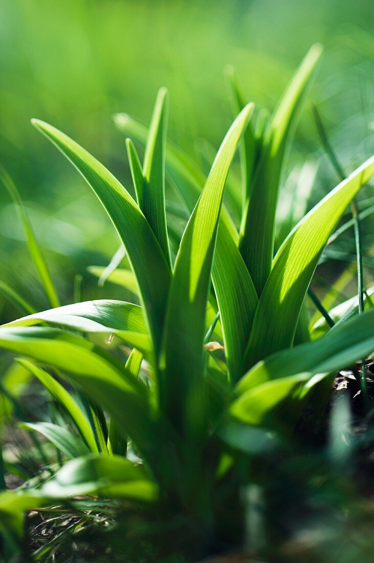 A shooting daylily plant (hemerocallis fulva)