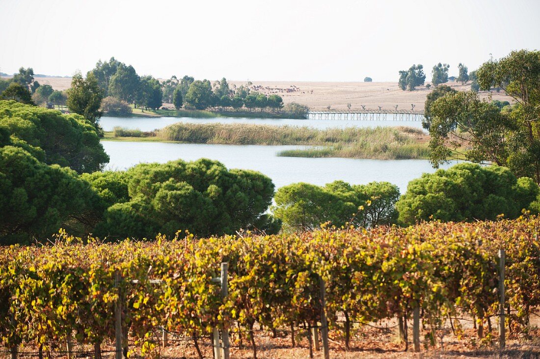 Palm trees, vines, a lake, holiday landscape at the Herdade dos Grous winery (Portugal)