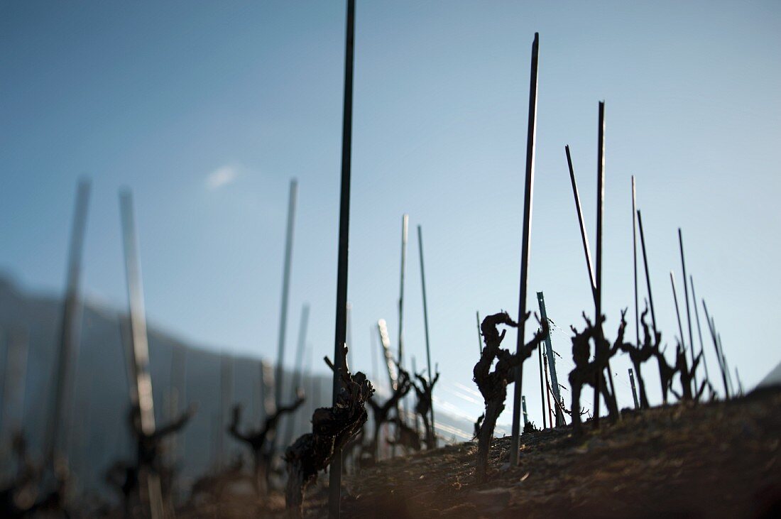 New vines growing (Wallis, Switzerland)