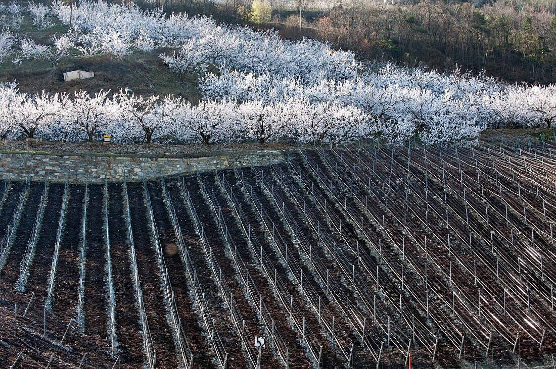 Neu angelegter Rebberg und blühende Aprikosenbäume in Saxon, Wallis (Schweiz)
