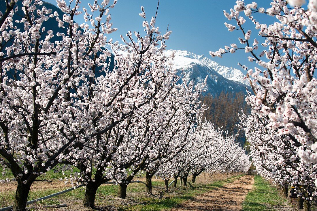 Zwei Reihen Aprikosenbäume in voller Blüte, Charrat bei Martigny (Schweiz)