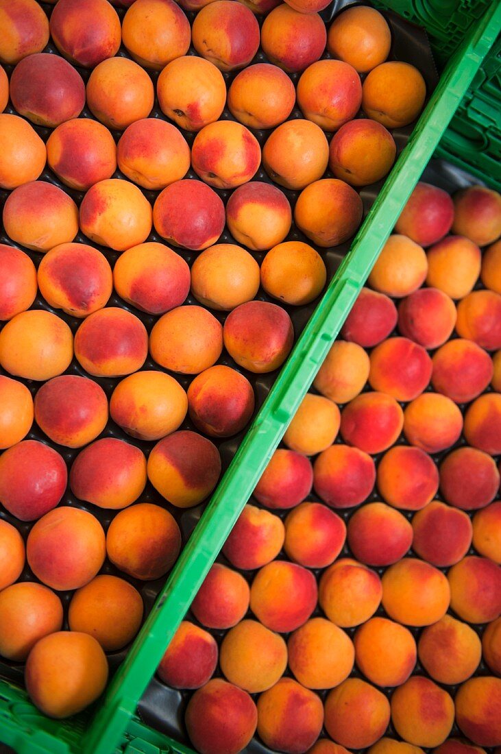 Bergarouge apricots (a cross between Orangered and Bergeron apricots) in crates