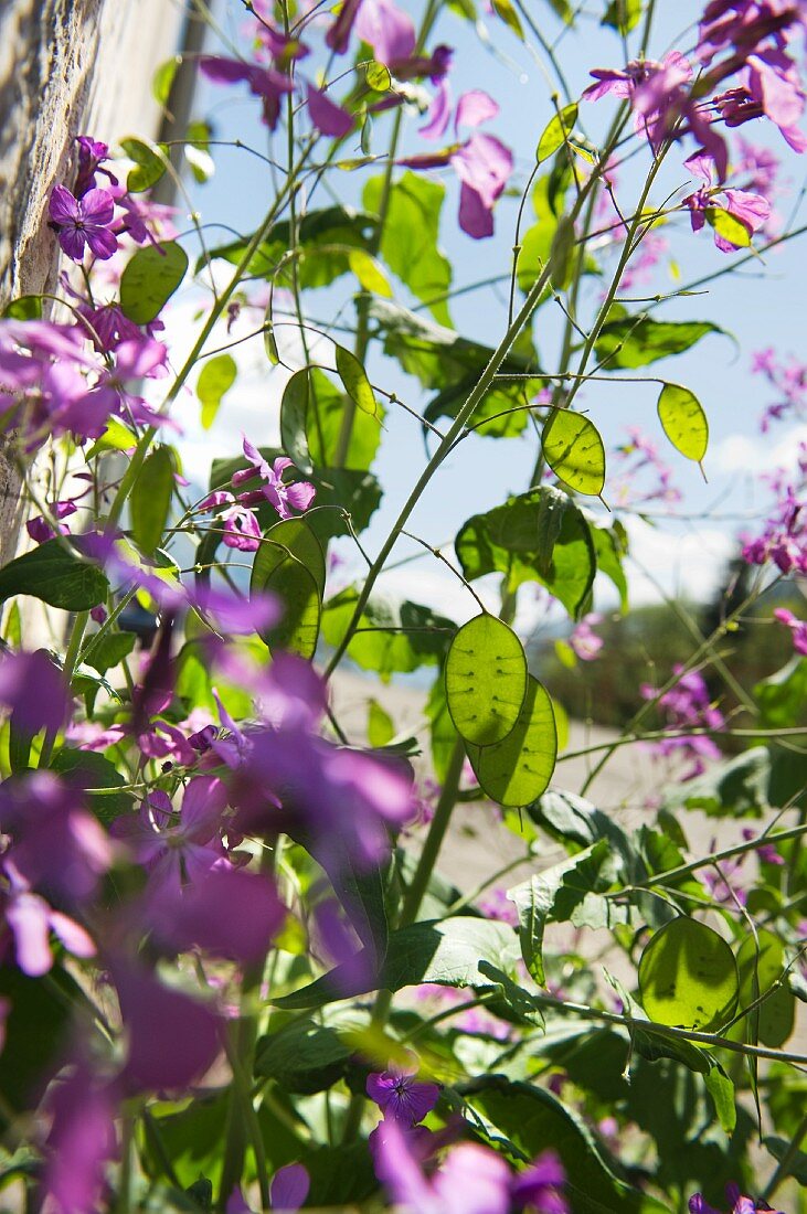 Silberling (Lunaria Annua) in Blüte mit Früchten
