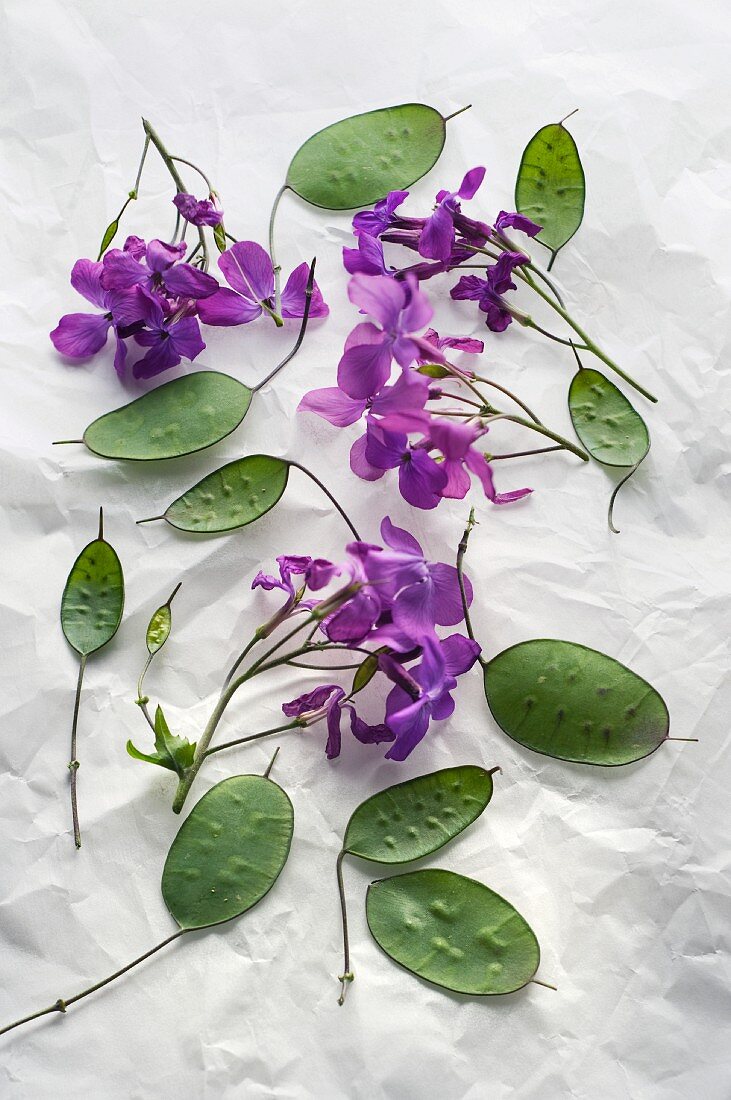 Silberling (Lunaria Annua), blühend