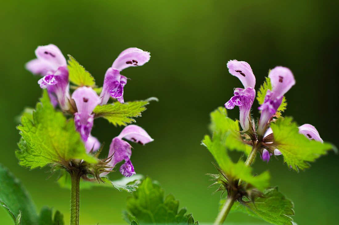 Flowering spotted deadnettle (lamium maculatum)