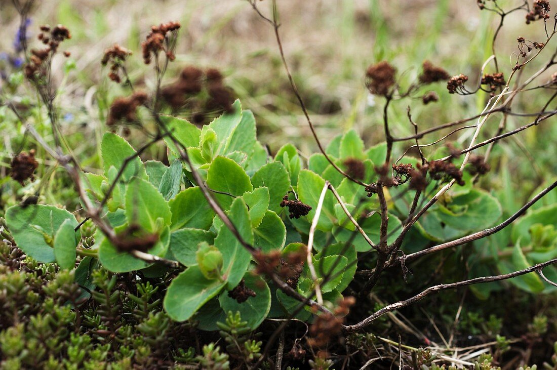 Sedum (stone crop)