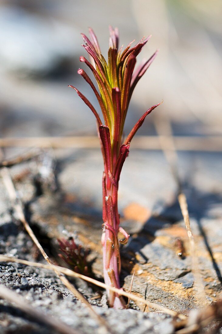 Epilobium angustifolium (Wald- oder Schmalblättriges Weidenröschen), junge Pflanze im Pflückstadium