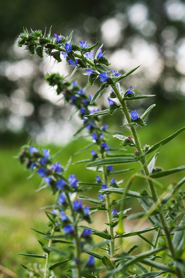 Echium vulgare