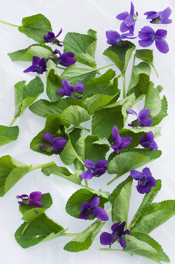 Violet leaves and flowers