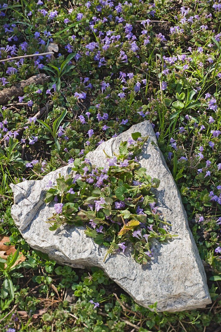 Flowering ground ivy collected on a stone