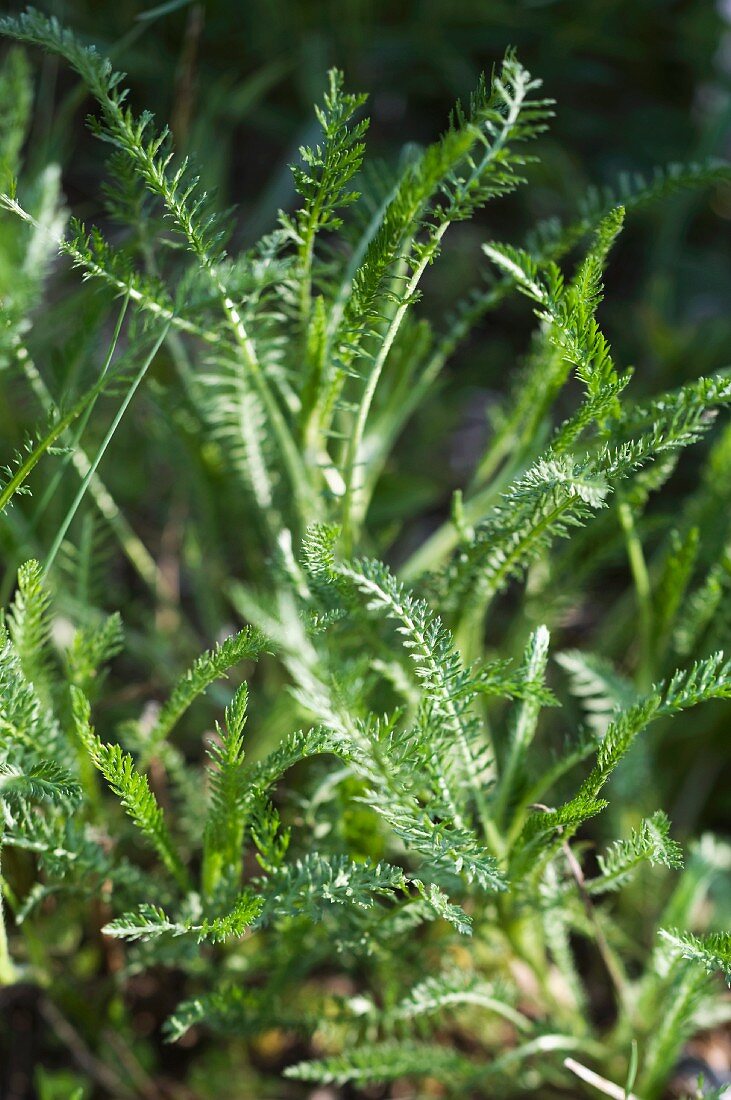 Yarrow, young leaves (close-up)