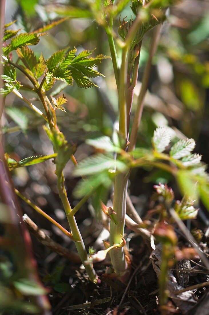 Wald-Geißbart (Aruncus dioicus)