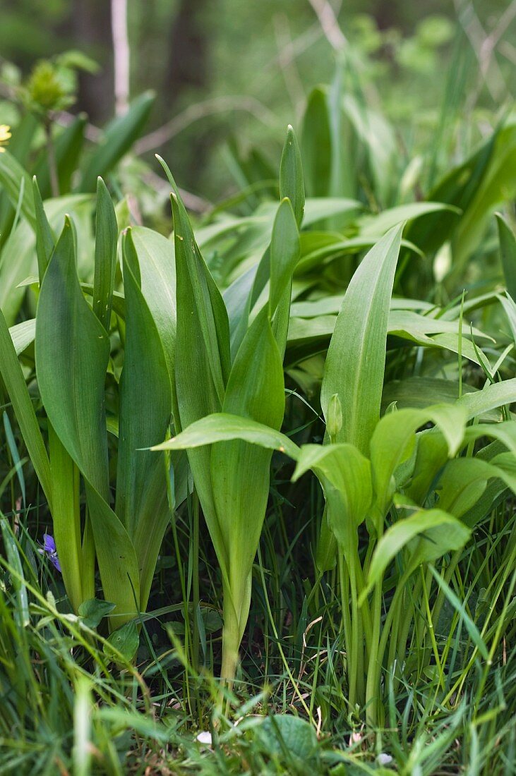 Ramsons and autumn crocus, confusion can be deadly