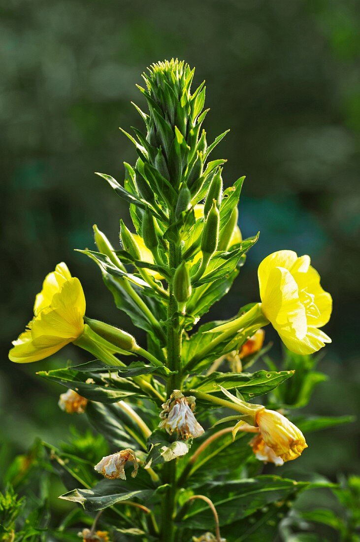 Oenothera biennis (Nachtkerze) in Blüte