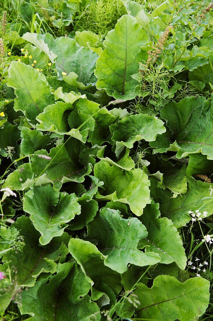 Arctium lappa (Grosse Klette)