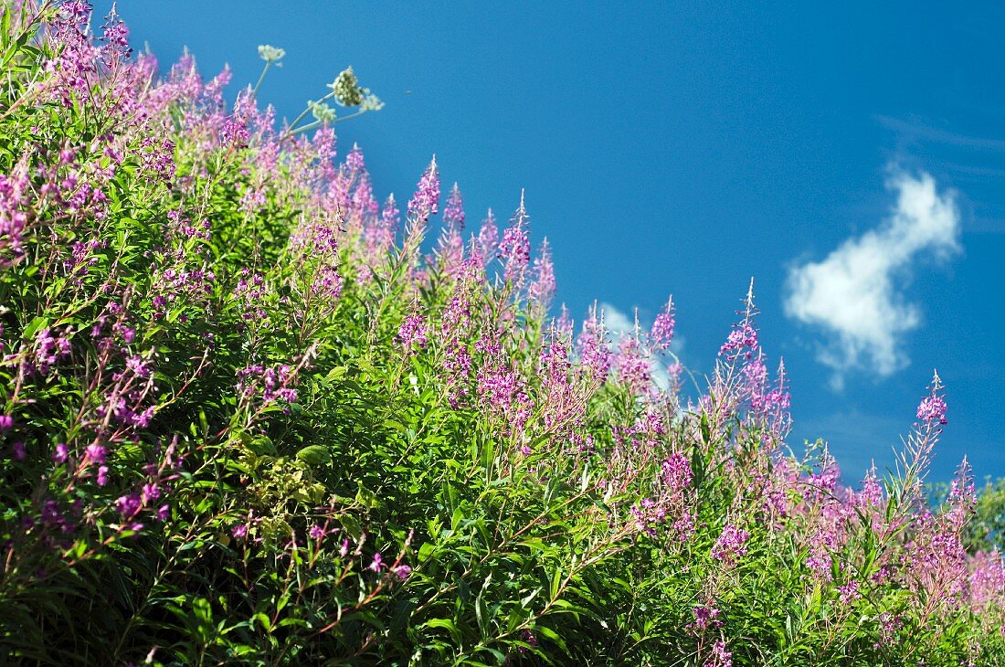Flowering narrow-leaved willowherbs in a field against a blue sky