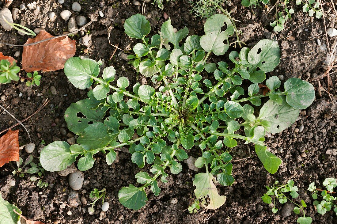 Herb Barbara