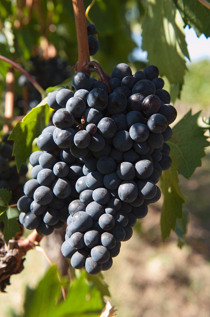 Sangiovese grapes on a vine