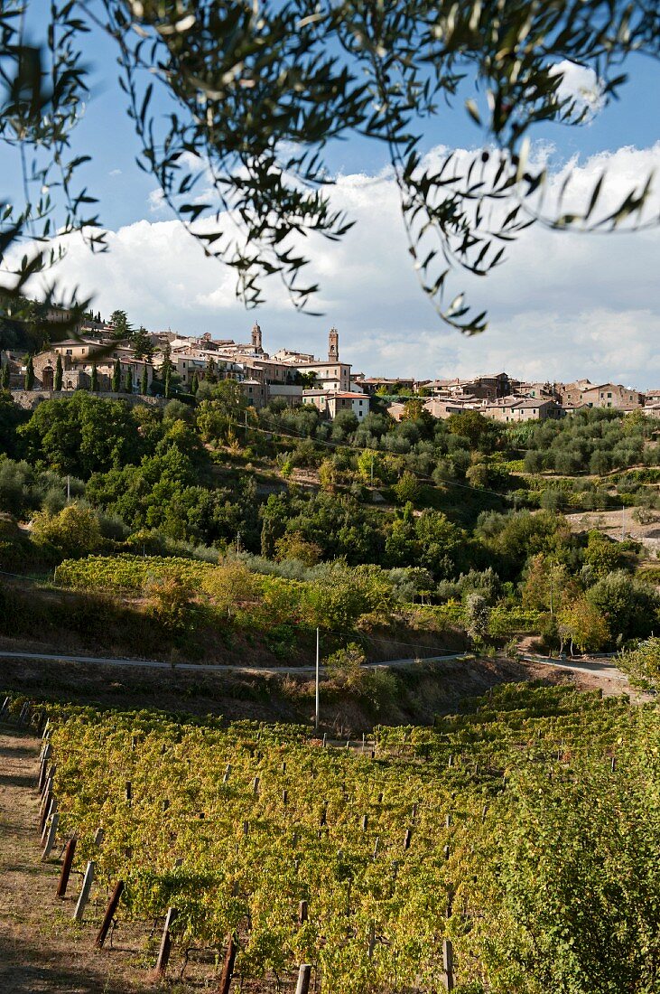 Blick auf die Weinstadt Montepulciano, Oliven und Reben