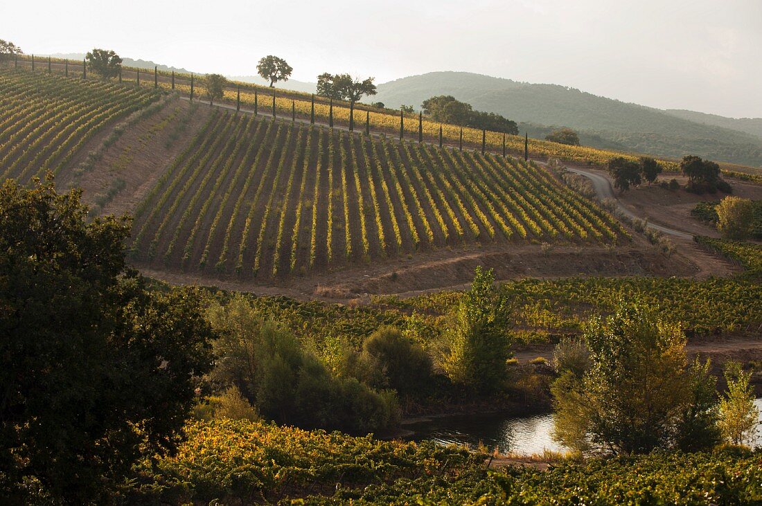 Brancaia winery in Maremma (wine landscape, Tuscany)
