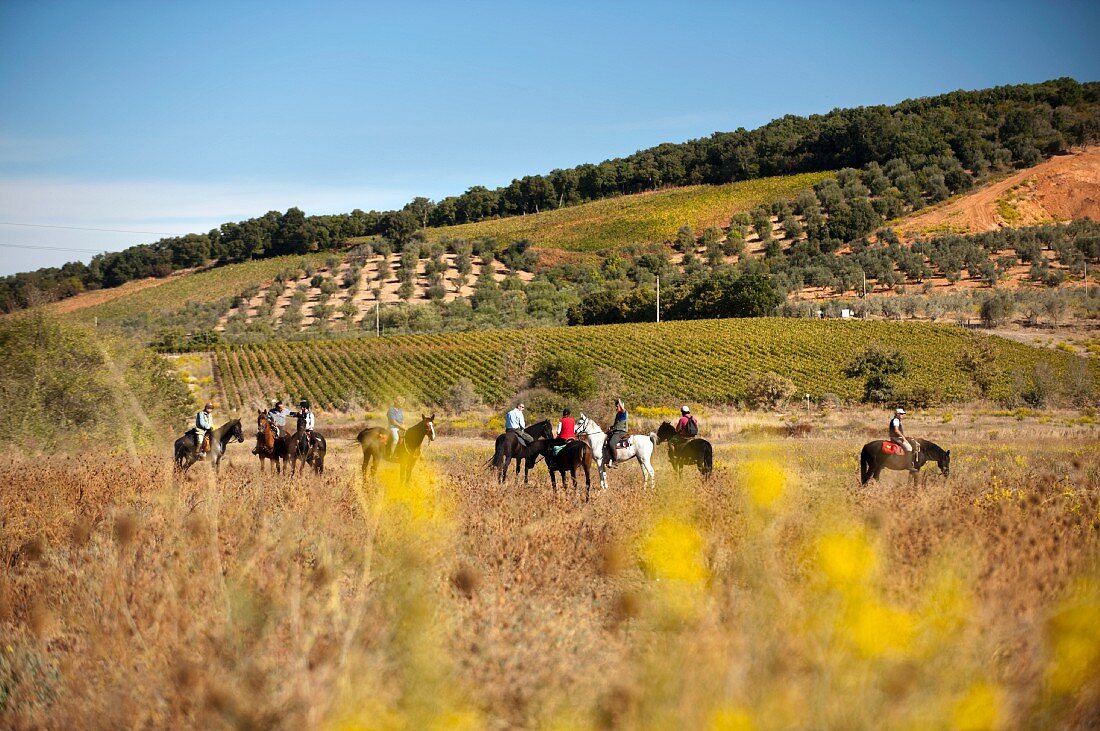Reitergruppe in den Rebbergen des Weingutes Montepeloso (Toskana)