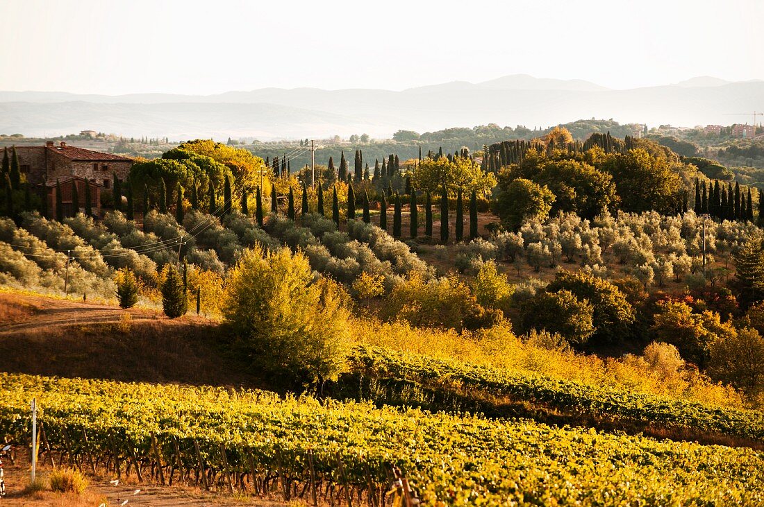 A beautiful Tuscan landscape in south Chianti Classico