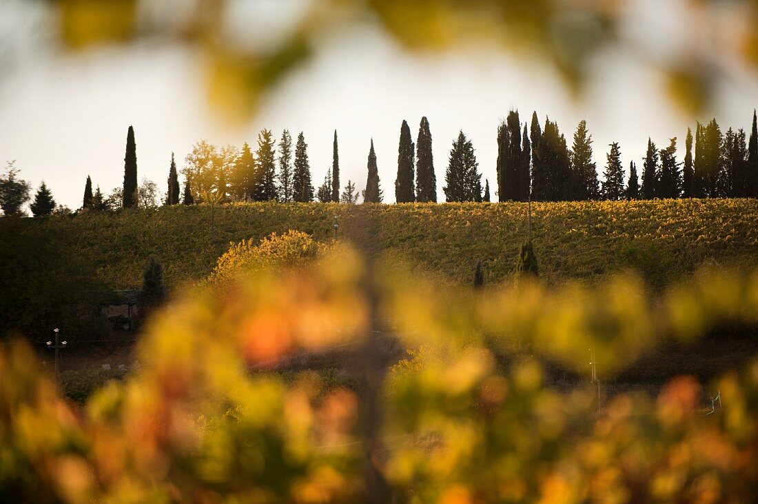 Vines and rows of cypress tress in Tuscany