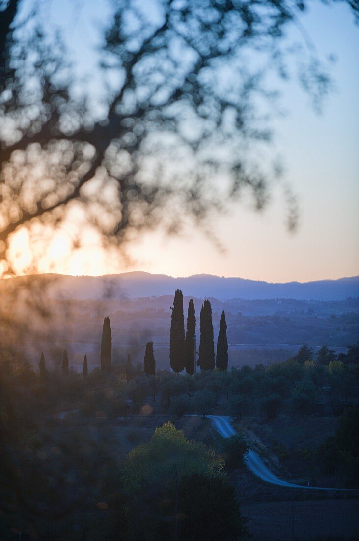 Cypress tress in the Pacina winery by sunset in Chianti Classico